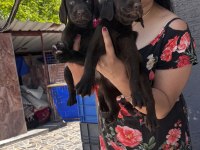 Çikolata labrador yavrularım