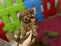 Red Brown Toy Poodle Yavrular