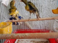 Orjinal kıvırcık mantolu kanarya