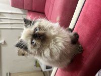 İRAN KEDİSİ EGZOTİK BLUE POİNT