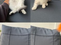 British shorthair yavrular