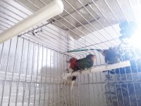 LUTİNO TAŞIYICI PARROTLAR