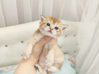 British shorthair yavrular blue golden