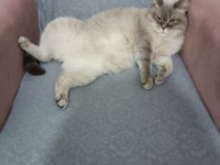 4 yaşında dişi blue point british shorthair