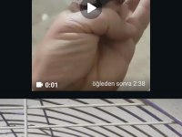 Satılık sultan papağanı albino lutino wifi