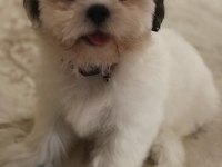 Tatlış shih tzu