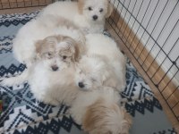 Maltipoo dişi ve erkek yavrular