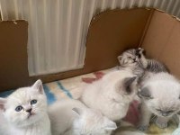 Tatlı mı tatlı british shorthair bebişler