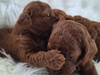 Kızıl kürk yapılı Teacup Poodle bebeklerimiz