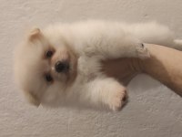 60 günlük pomeranian yavrular iç dış paraziti yapıldı