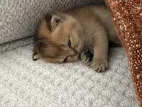 Dişi Golden British Shorthair Bebekler