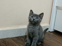 Anne ve 2 yavru british shorthair