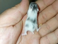 ÖZEL TÜR TEDDY BEAR VE DWARF HAMSTER