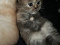 1 dişi ve 2 erkek exotic shorthair yavrularım