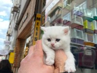 Minik bebek kediler sahiplerini bekler