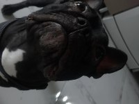 Erkek french bulldog