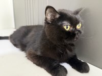 British shorthair kedisi