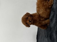 Secereli toy poodle yavruları
