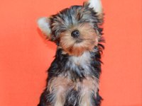 Mini erkek yavru yorkshire terrier