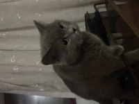 Acil sahiplendirme british shorthair