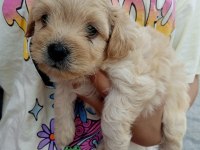 POODLE GİBİ SEVİMLİ MALTİPOO BEBEKLERİMİZ