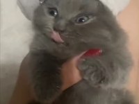 Scottish fold son dişi yavru Antalya