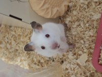 Syrian Albino Hamster