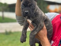 Cane corso yavrularımız çiftliğimızden
