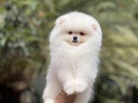 Orjinal pomeranian boo köpeği