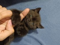 British shorthair kahverengi kedimiz