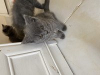 British shorthair yavrular
