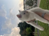 Scottish Fold ve British Shorthair 3 aylık yavrularımız