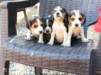 SAFKAN BEAGLE YAVRULARI