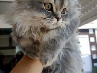 Sevgi dolu british longhair yavrumuz yeni evini arıyor