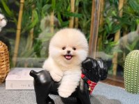 Pomeranian Tiffany