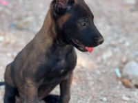 Belçika malinois köpeği