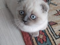 scottish fold dişi