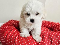 Terrier maltese bebekler