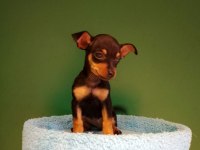 Sıfır Numara Pinscher Yavrularımız