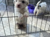 Terrier 2 Adet Erkek 35 günlük maltese