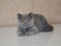 80 Günlük Safkan British Shorthair Ayı Surat