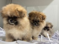 Pomeranian Boo Orjinal
