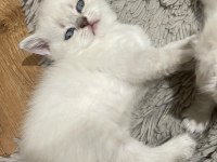 British shorthair blue point