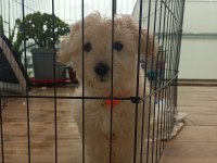 Çok tatlı maltese