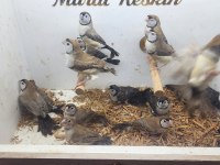 Sahiplendirilecek Baykuş İspinozları