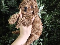 Toy poodle BEBEKLER