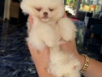 KUSURSUZ KARBEYAZ MAVİ GÖZLÜ POMERANİAN BOO