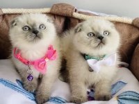 A kalite blue point scottish fold