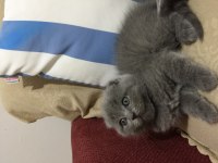 Top kafa kendi scottish fold yavrumuz