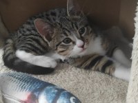 3 AYLIK YAVRU ANNESİZ KEDİYE YUVA ARIYORUZ